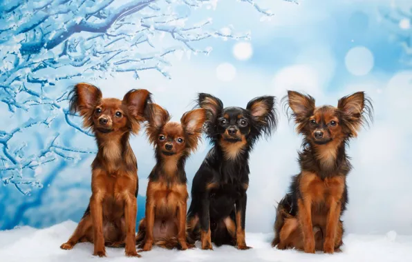Dogs, snow, background, Quartet, Russian toy Terrier, Natalia Lays