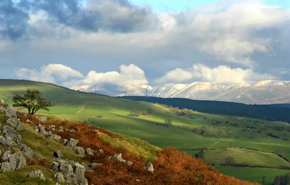 Nature, stones, tree, hills, England, The newbiggin