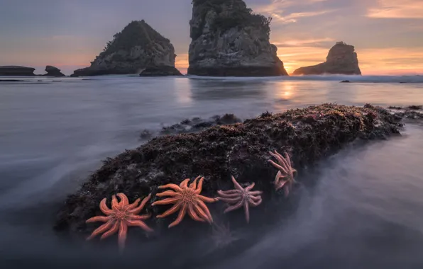 Landscape, nature, stones, the ocean, rocks, morning, New Zealand, starfish