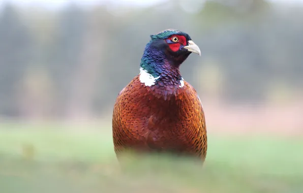 Picture background, bird, portrait, pheasant