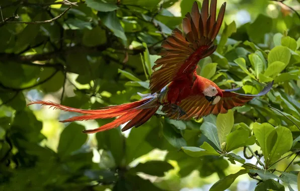 Bird, jungle, parrot