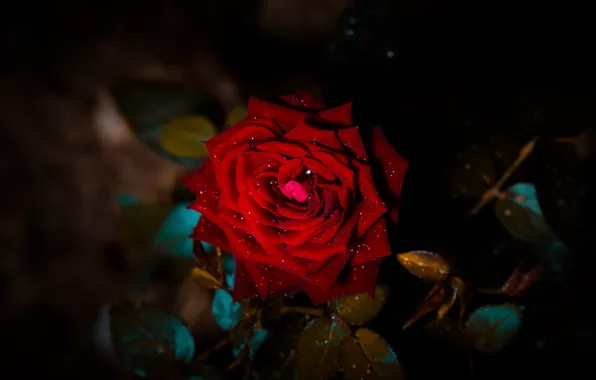 Flower, leaves, drops, darkness, the dark background, rose, branch, petals
