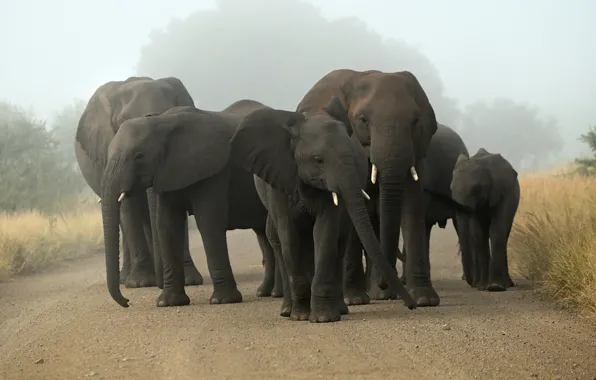 Picture nature, fog, elephant