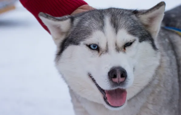 Picture white, snow, Dog, husky, Siberia