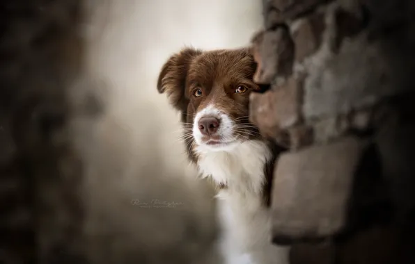 Look, each, dog