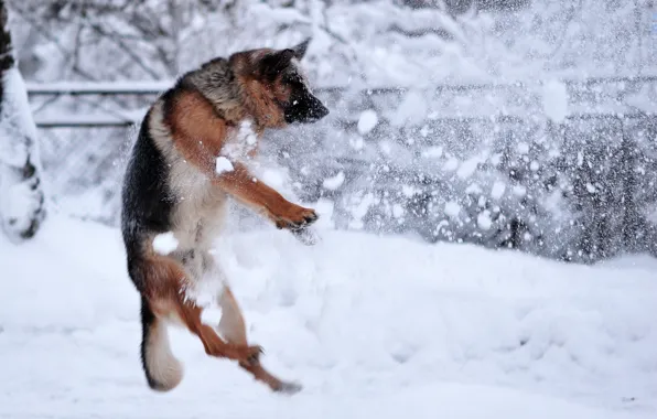 Picture winter, snow, dog, rasstrel
