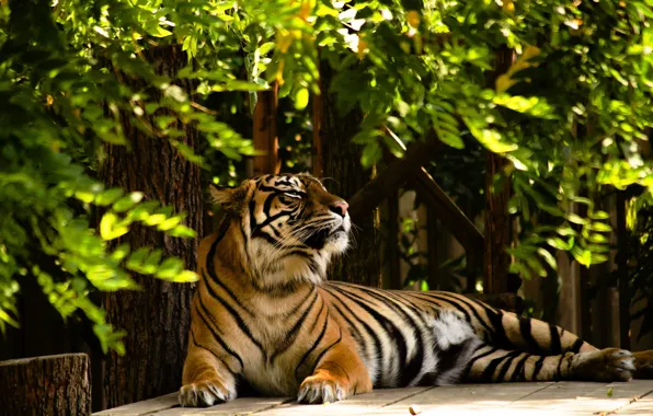 Greens, face, light, branches, tiger, pose, tree, stay