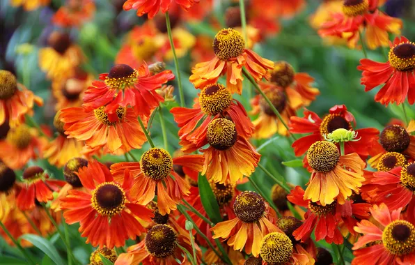 Flowers, petals, garden, orange, flowerbed, gelenium