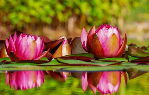 Picture leaves, water, Flowers, Water Lily