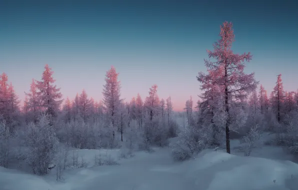 Picture frost, the sky, snow, trees, sunset, Winter. snow