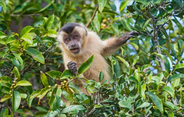 Animals, nature, monkey, monkey, nature, animal