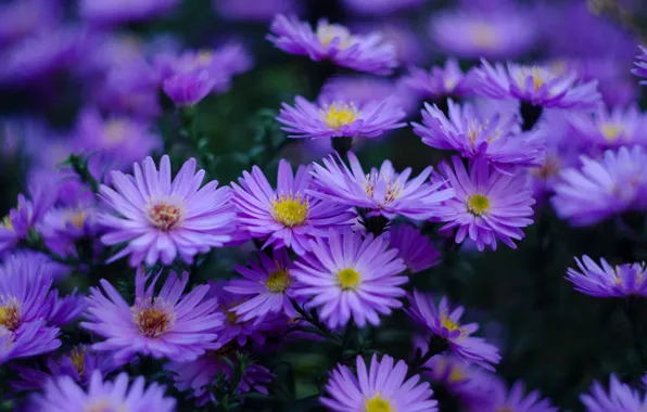 Picture the dark background, the bushes, a lot, lilac, bokeh, asters