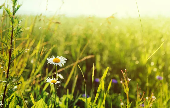 Greens, white, grass, the sun, flowers, yellow, green, background