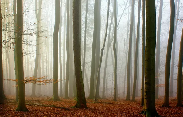 Autumn, forest, nature