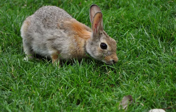 Grass, grey, rabbit