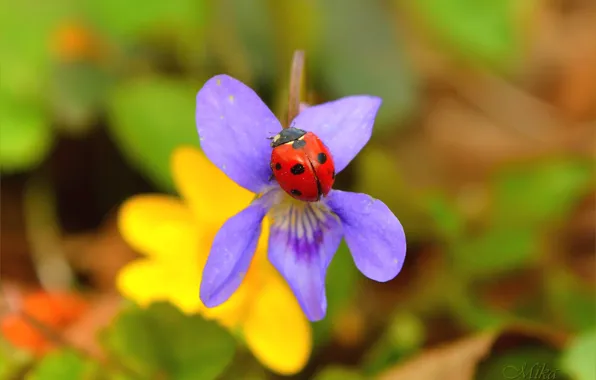Picture Macro, Flower, Ladybug, Flower, Macro