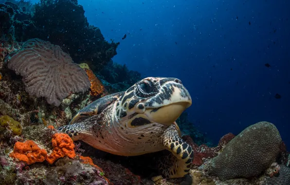 Sea, face, water, turtle, corals, underwater world, under water, sea turtle