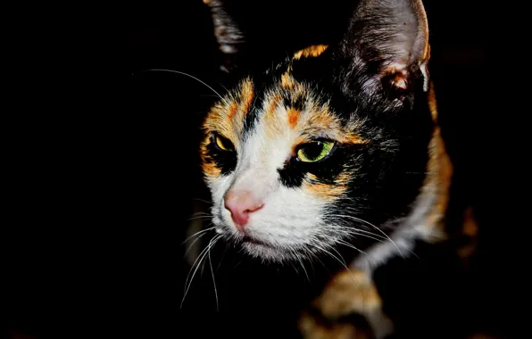 Koshak, profile, in the dark