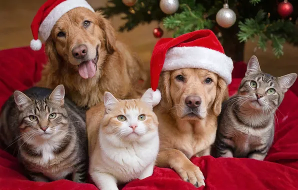 Language, cat, dogs, cat, balls, cats, together, cats