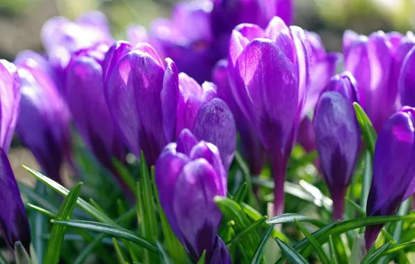 Picture purple, spring, crocuses
