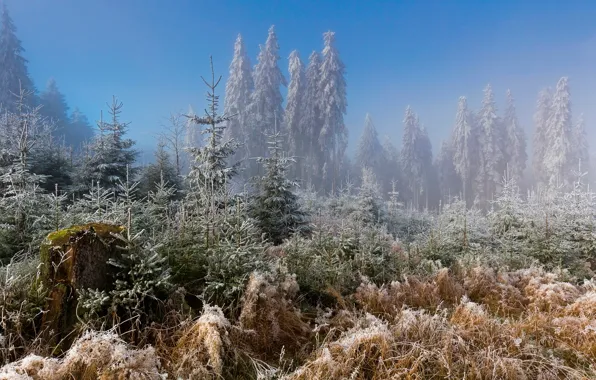 Frost, forest, frost