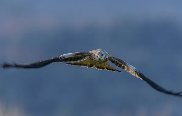 Picture bird, predatory, red kite, Red Kite