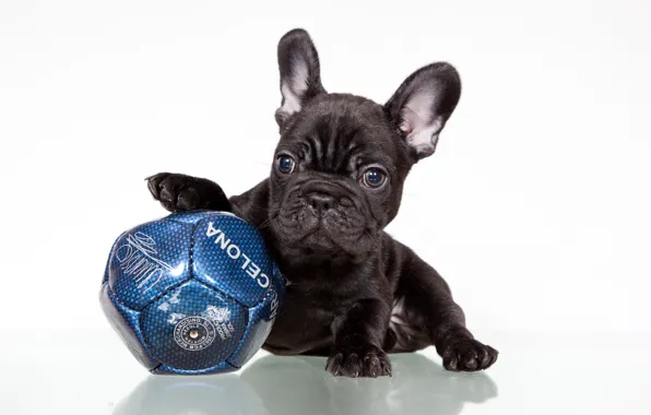 Picture black, the ball, puppy, French bulldog
