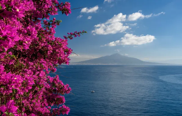 Flowers, Italy, Vesuvius, The Bay of Naples, Sorrento