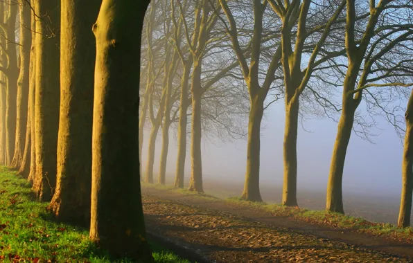 Picture road, fog, morning