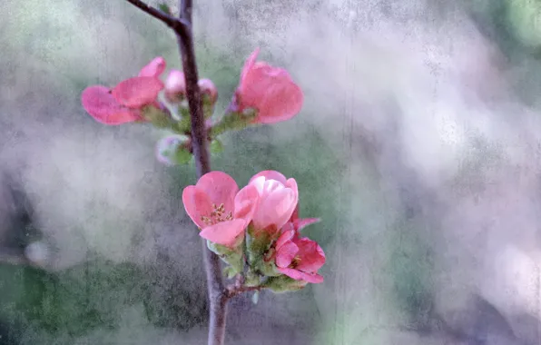 Picture trees, flowers, branches, spring, garden, canvas