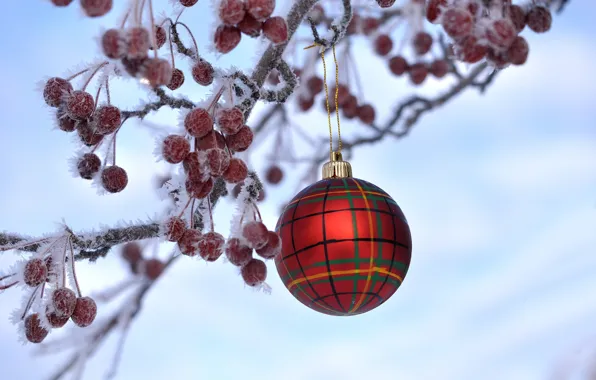 Frost, berries, new year, Christmas, branch, ball, fruit, crystals