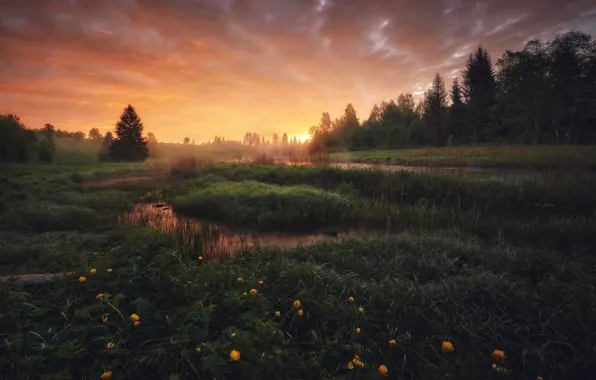 Forest, the sky, grass, clouds, sunset, flowers, lake, shore