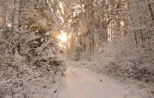 Winter, Path, Snow, Forest, Ice, Frost, Winter, Frost