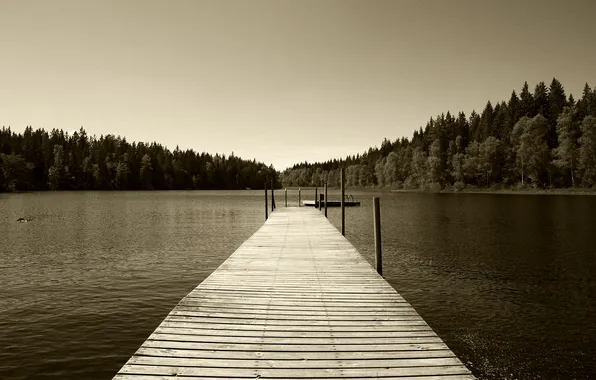 Forest, landscape, nature, river, photo, Wallpaper, shore, Sepia