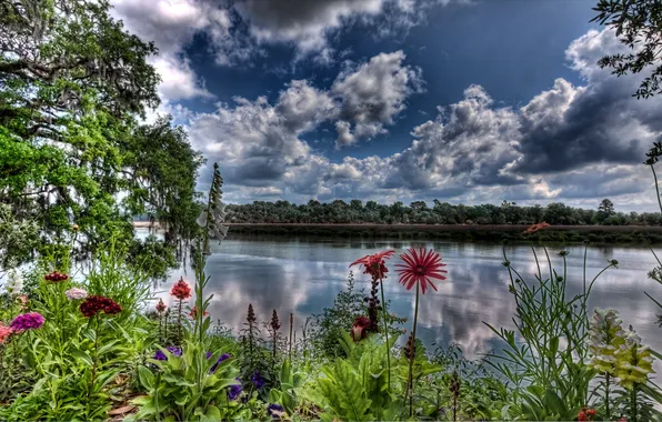 Picture FOREST, NATURE, The SKY, CLOUDS, GREENS, FLOWERS, RIVER, REFLECTION