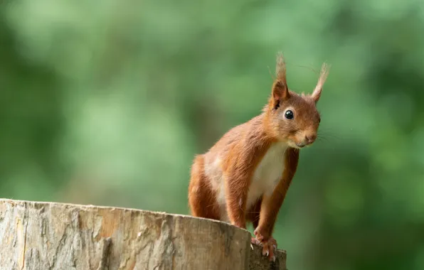 Picture look, pose, stump, protein, red, green background, bokeh