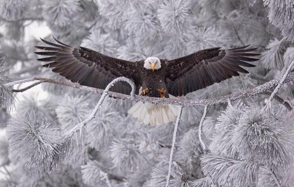 Picture bird, wings, branch, frost, Bald eagle