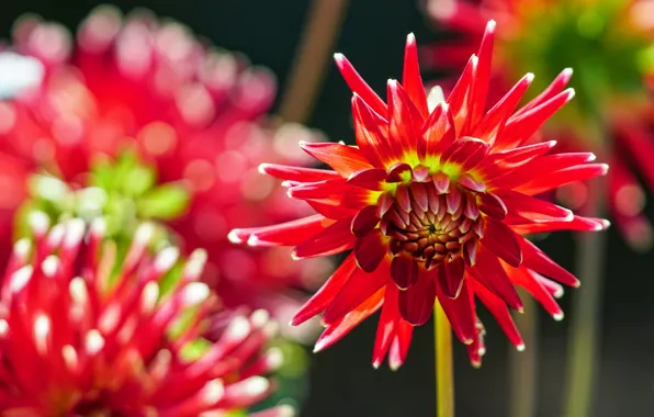 Summer, flowers, nature, flowering, dahlias