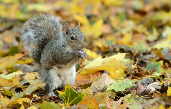 Leaves, protein, rodent, gray squirrel