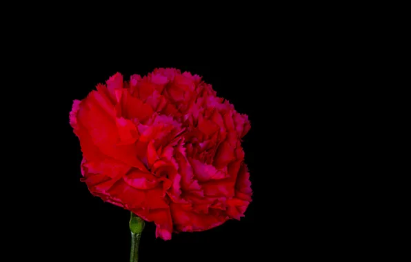Picture macro, background, paint, Bud, carnation