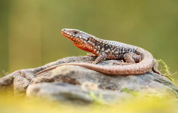 Look, stones, background, lizard, tail
