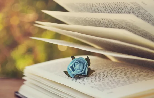 Picture text, rose, book, page, blue, bokeh