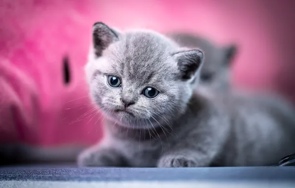 Cat, look, pose, kitty, portrait, lies, face, pink background