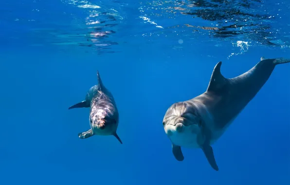 Sea, blue, pair, dolphins, under water