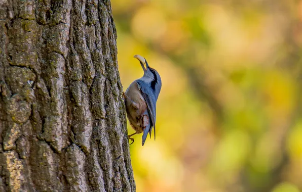 Autumn, birds, bokeh, nuthatch