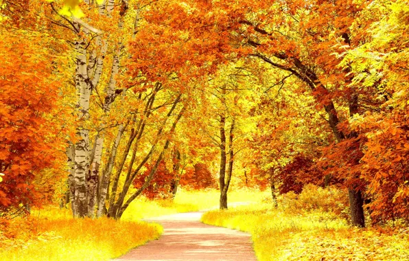 Road, autumn, trees, the colors of autumn