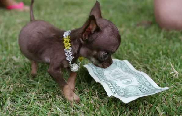 Small, dollar, dog