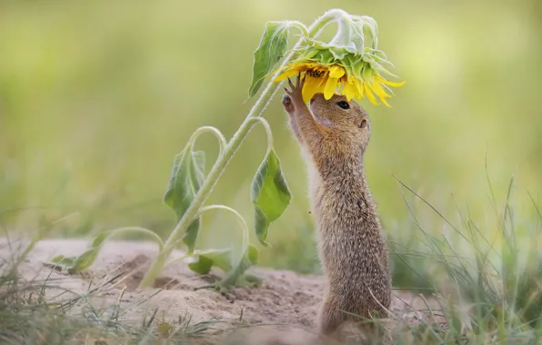 Field, flower, pose, glade, sunflower, gopher, stand
