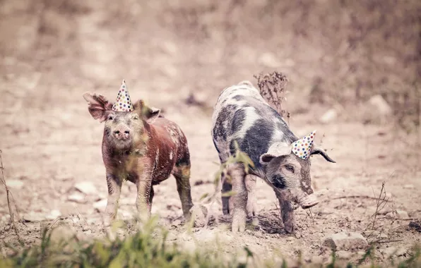Holiday, pigs, pigs