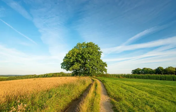 Picture road, field, trees, landscape, nature, beauty